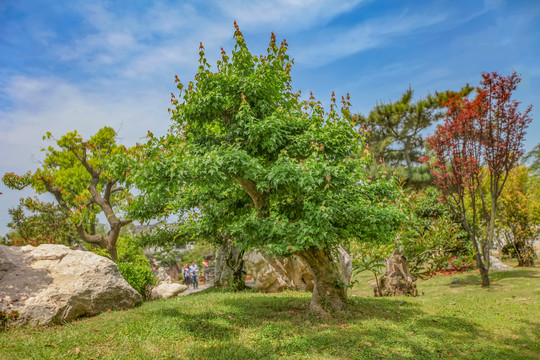 鲍家花园盆景