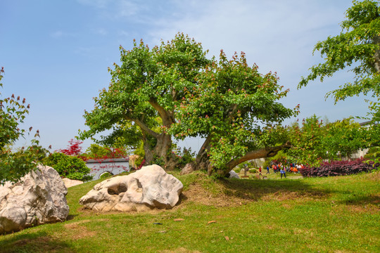 鲍家花园盆景