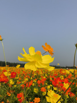 硫华菊秋天花海