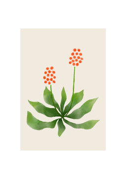 植物萬(wàn)年青