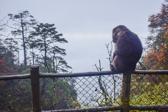 四川峨眉山藏酋猴峨眉猴