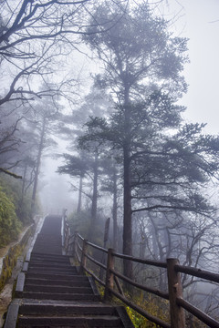 四川峨眉山云雾森林