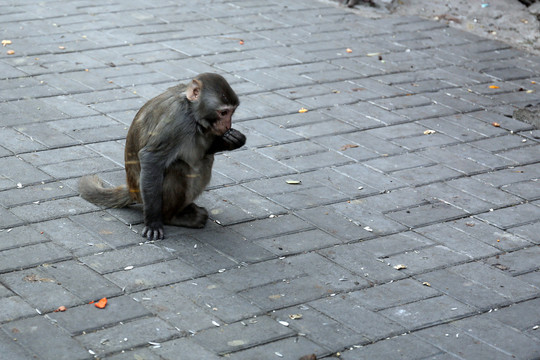 北京动物园小猴子