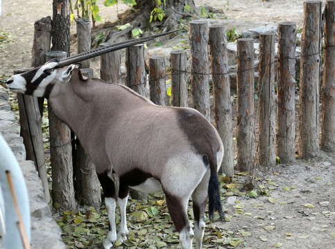 北京动物园羚羊