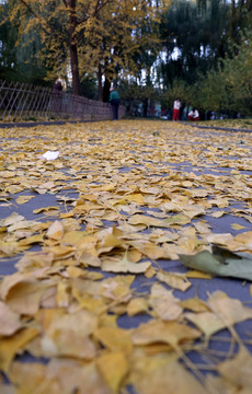 北京动物园落叶