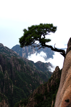 黄山怪松