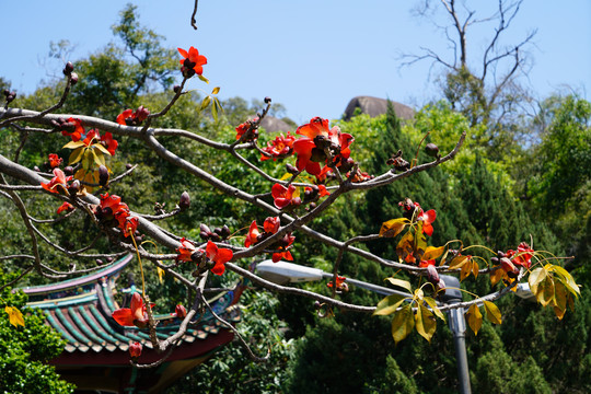 厦门旅游摄影花卉特写