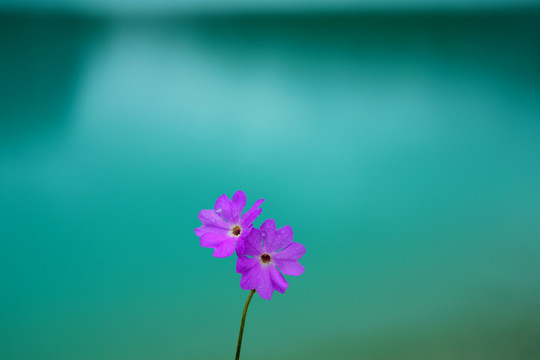 紫色小野花绝美湖水