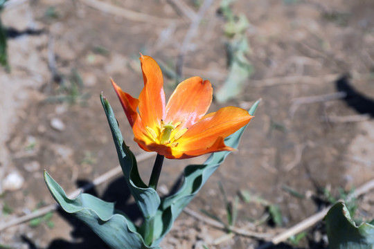 植物花卉摄影郁金香花橘色