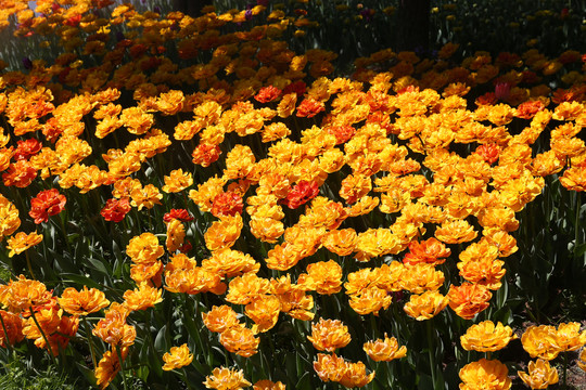 植物花卉摄影郁金香花黄色