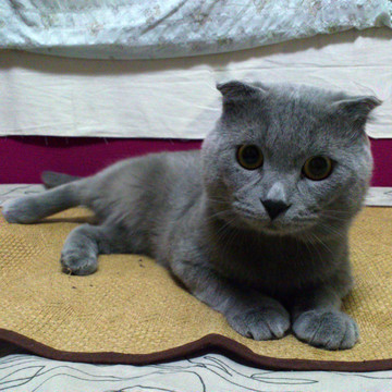 苏格兰折耳猫咪蓝色猫纯种猫