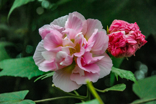 芙蓉花特写