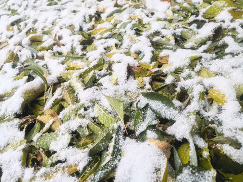 秋雪落叶