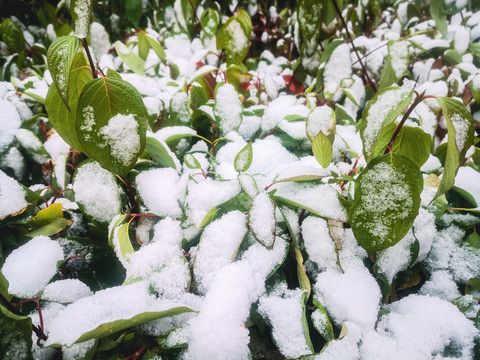 秋季树叶积雪