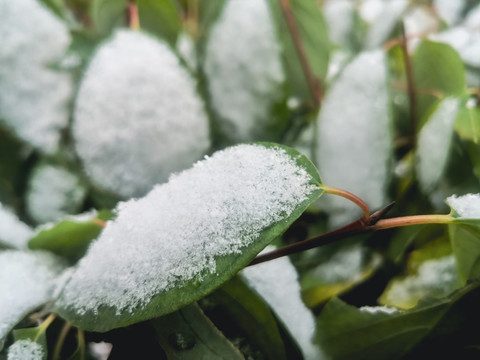 树叶积雪秋雪