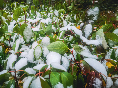 秋季积雪树叶