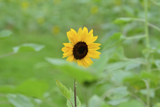 向日葵