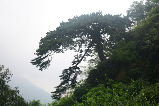 泰山迎客松