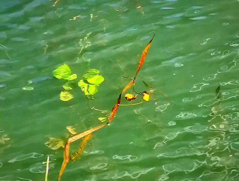 水生植物