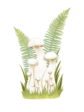 蘑菇大百科白玉菇