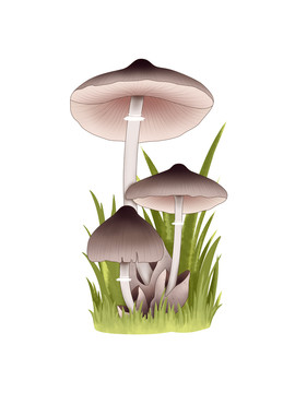 蘑菇大百科草菇
