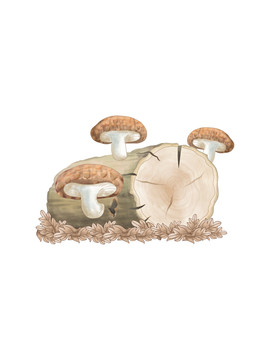 蘑菇大百科香菇