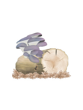 蘑菇大百科紫孢侧耳