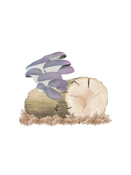 蘑菇大百科紫孢側耳