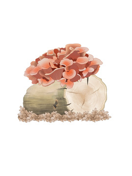 蘑菇大百科紅平菇