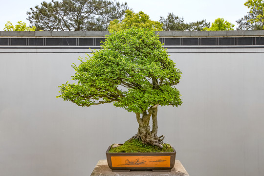 鲍家花园盆景