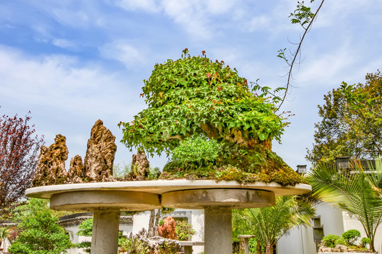 鮑家花園盆景