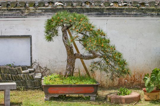 鲍家花园盆景