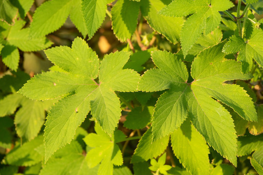 葎草绿植背景