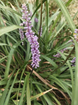 麦冬花