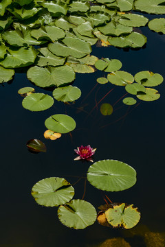 清雅莲花