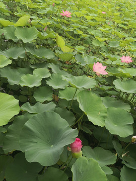 莲花红绿相间