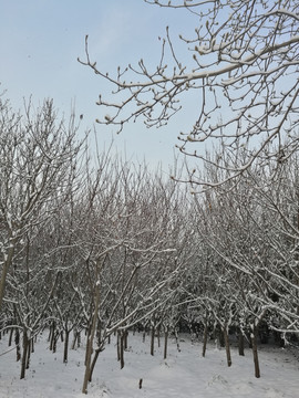 雪后初晴