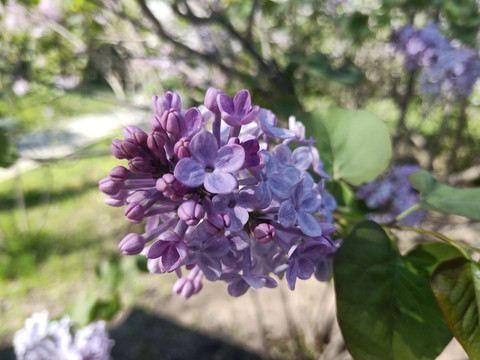 紫色丁香花特写