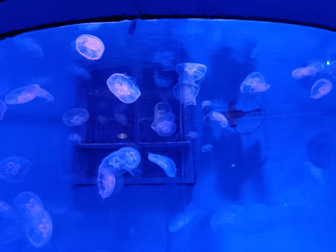 海洋馆蓝色紫色水母灯光