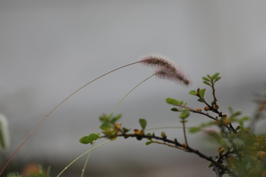 狗尾草