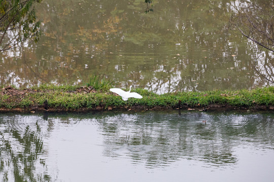 杭州西溪湿地白鹭