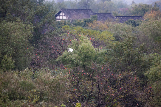 杭州西溪湿地秋色