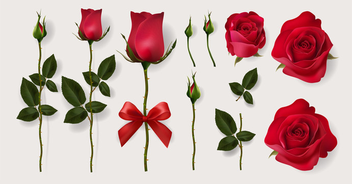 红玫瑰花卉插图