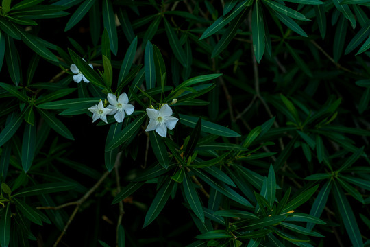 白花夹竹桃