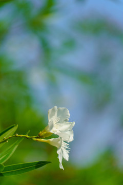 白花夹竹桃