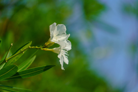 白花夹竹桃