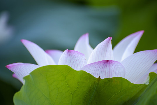 美丽荷花