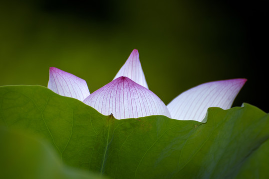 荷花特写