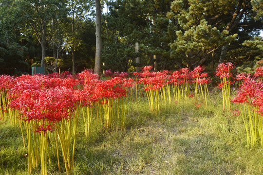 陌上花开