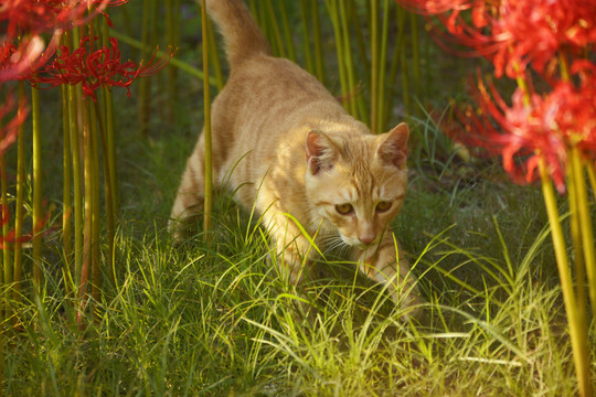 花间流浪猫